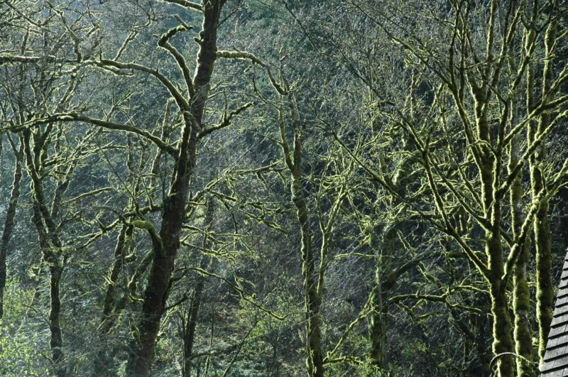 multnomahfalls6.jpg