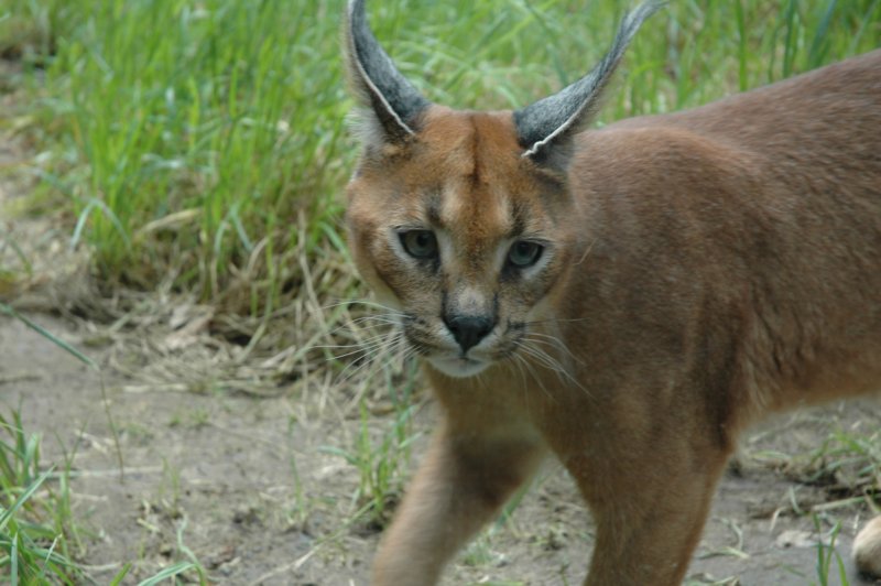 caracal2.jpg