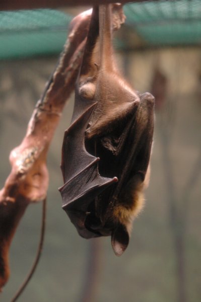 fruitbat2.jpg