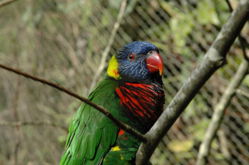 rainbowlorikeet2.jpg