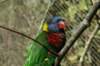 rainbowlorikeet2_small.jpg