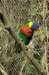 rainbowlorikeet_small.jpg