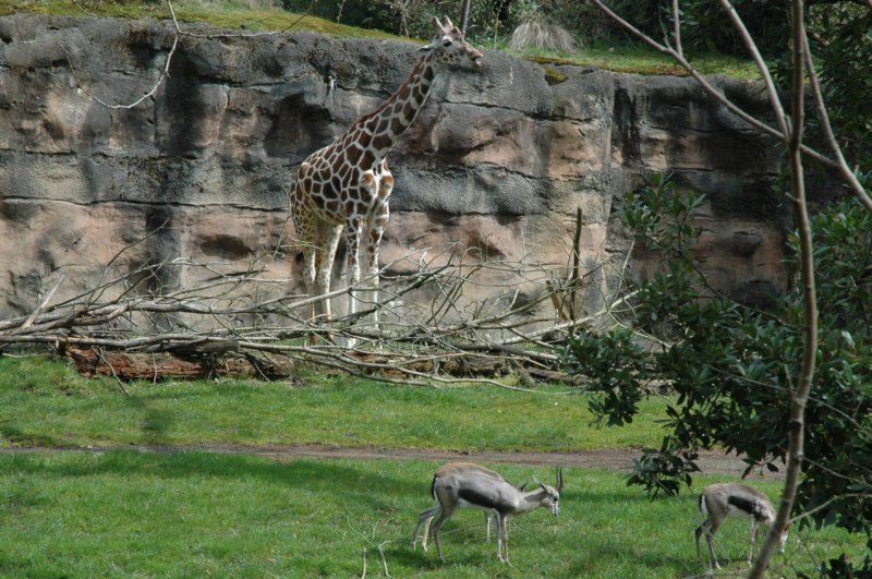 reticulatedgiraffe.jpg