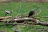 springbokgroundhornbill_small.jpg