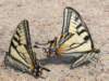 easterntigerswallowtails_small.jpg