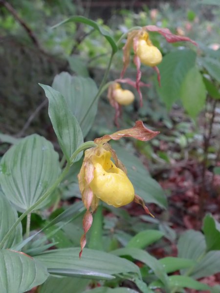 yellowladysslipperorchids.jpg