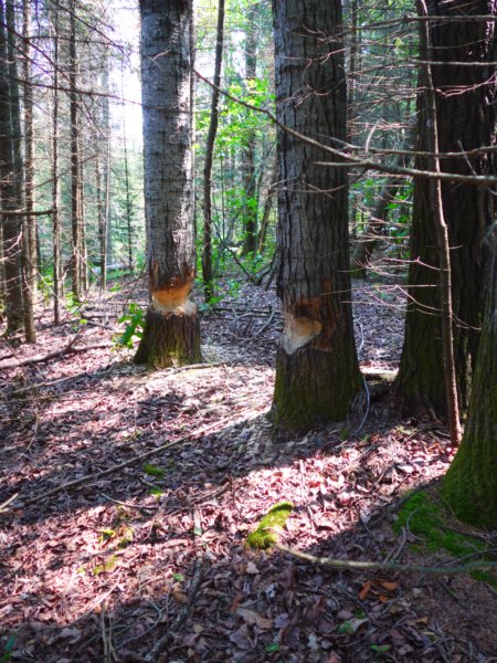 beavershavebeendemolishingthebirchtreesthisisnearcanfieldportage.jpg