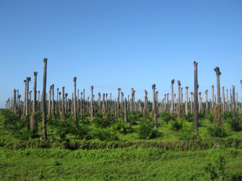 coconutpalmplantation.jpg