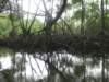 mangroves_small.jpg