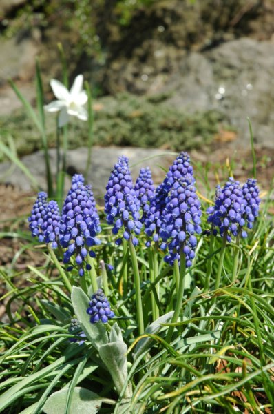 muscari.jpg