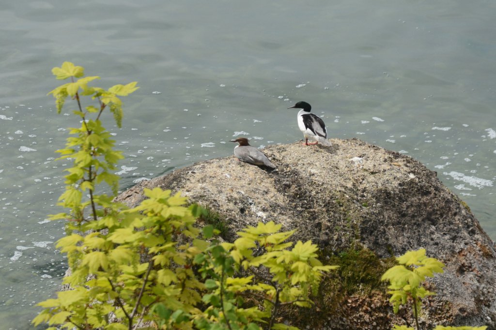 andapairofobliviousmergansers.jpg