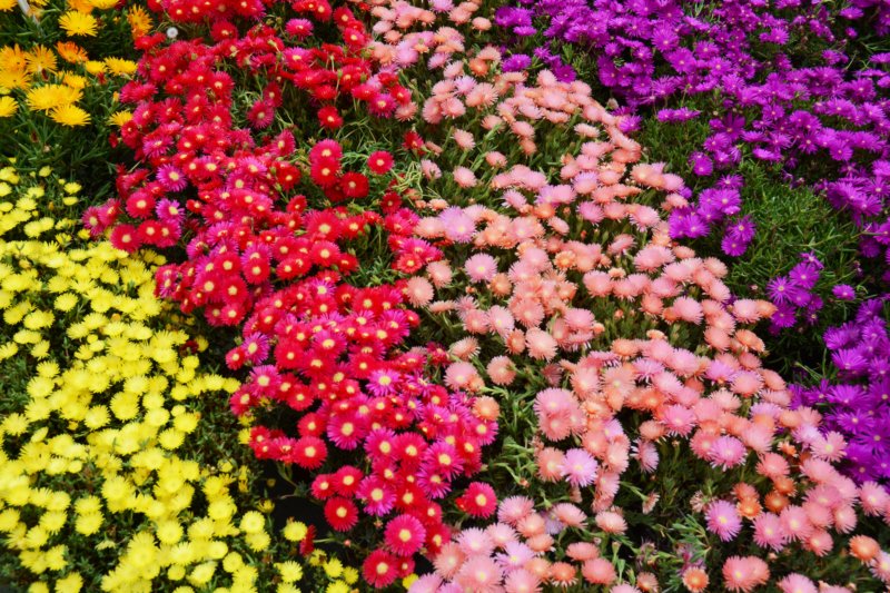 andofcourseflowerseverywhere.jpg