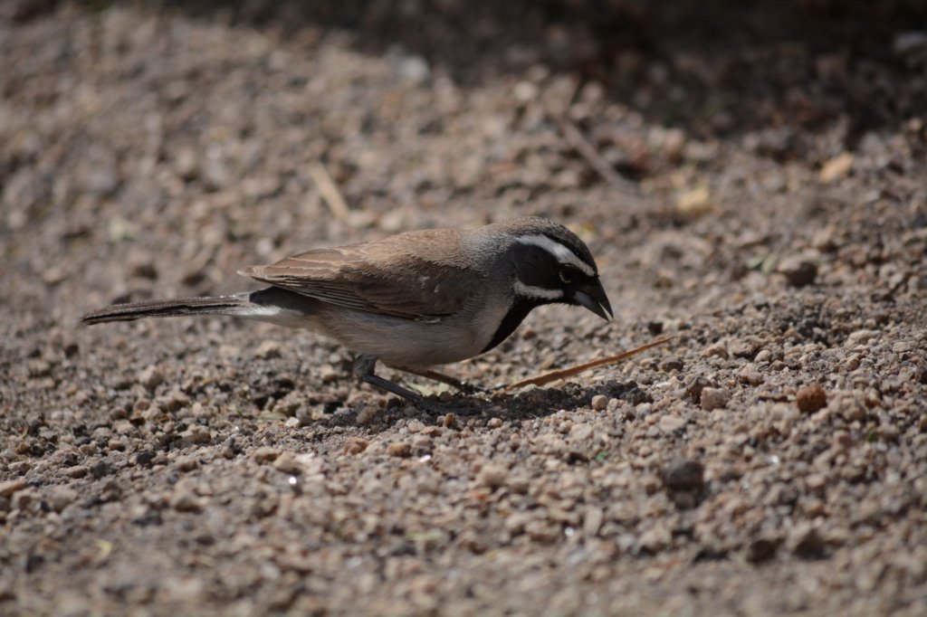 anothervisitorablackthroatedsparrowamphispizabilineata.jpg