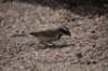 anothervisitorablackthroatedsparrowamphispizabilineata_small.jpg