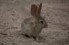 sylvilagusaudoboniialsoknownasthedesertcottontail_small.jpg