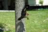 pileatedwoodpecker_small.jpg