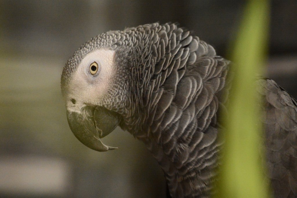 andaprettyafricangreyparrot.jpg