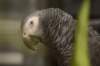 andaprettyafricangreyparrot_small.jpg