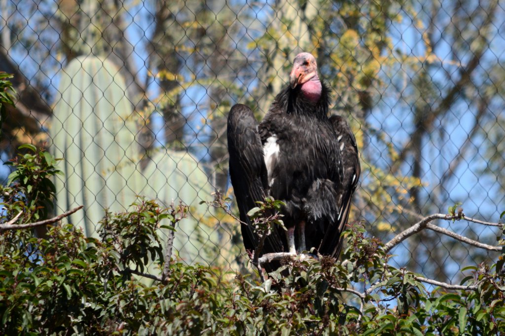 californiacondor.jpg