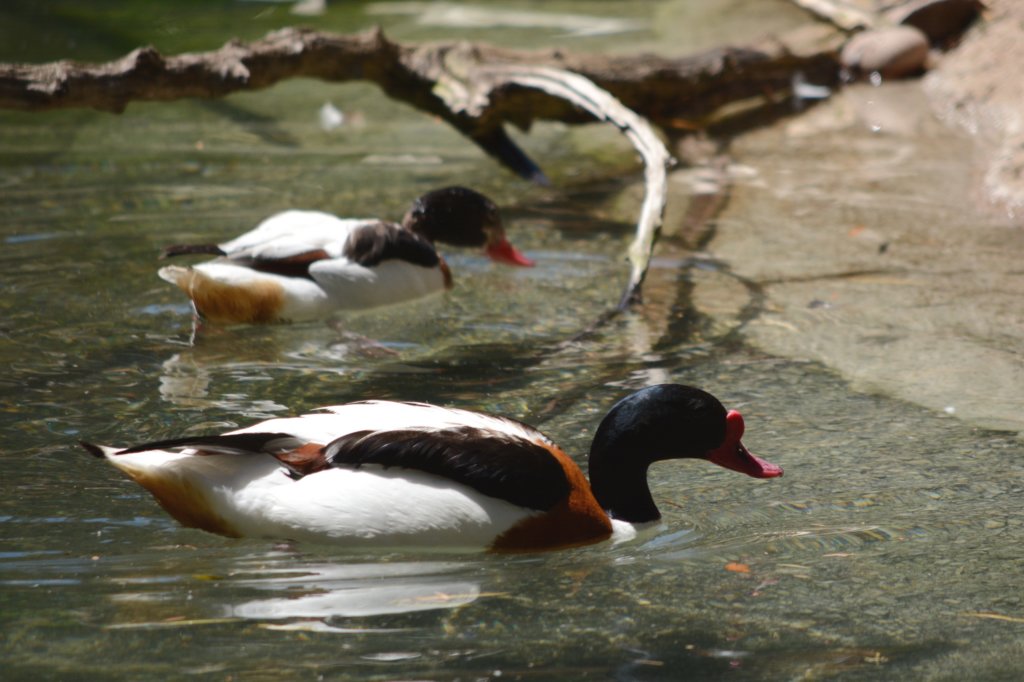 commonshelducks.jpg