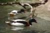 commonshelducks_small.jpg