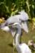 greategret_small.jpg