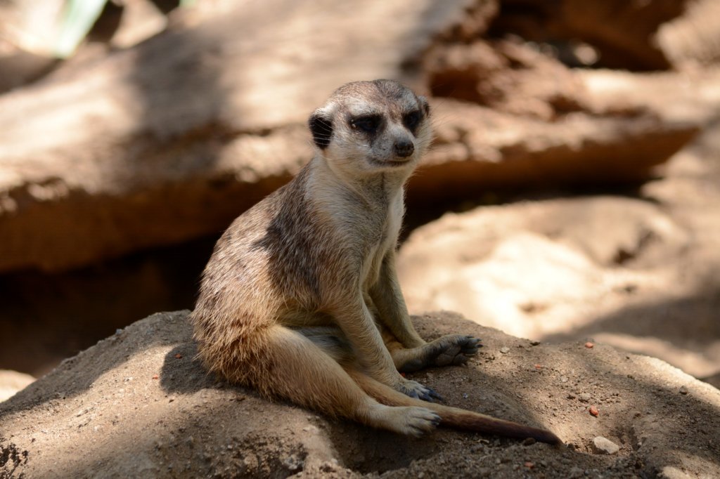 meerkat.jpg