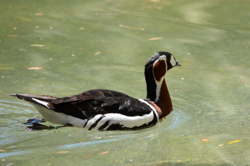 redbreastedgoosewouldntholdstillforhisportrait.jpg