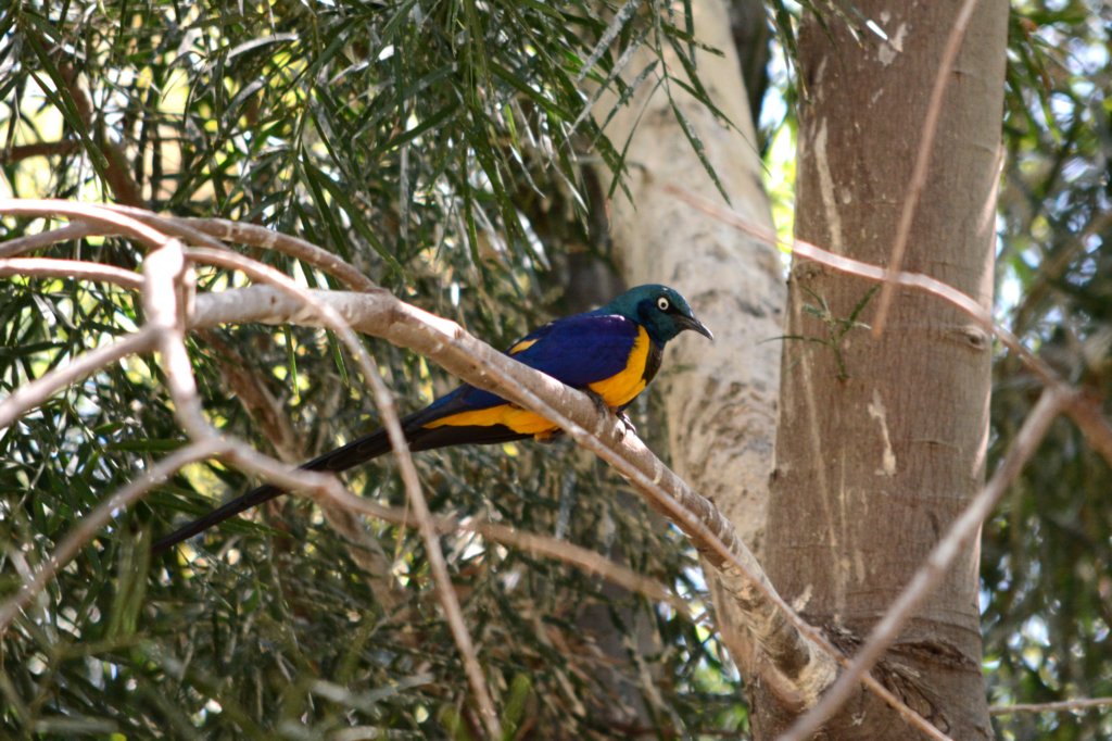 weenterthroughtheaviaryandmeetagoldenbreastedstarling.jpg