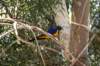 weenterthroughtheaviaryandmeetagoldenbreastedstarling_small.jpg