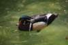 woodducklookslikeadisneycreation_small.jpg